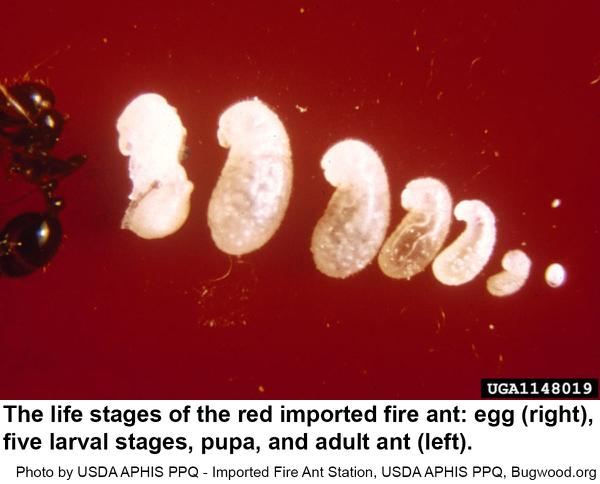 Life stages of fire ant from egg to larval stages, pupa, and adult